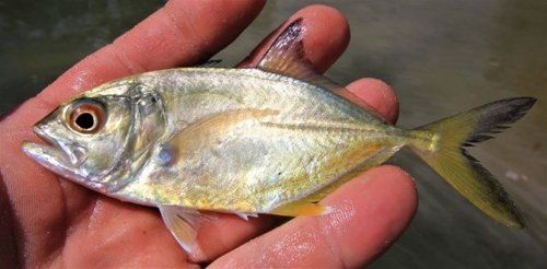 Individual holding the fish catch