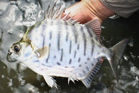 Individual holding a fish