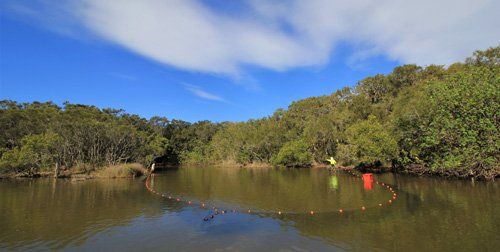 Fish Surveys