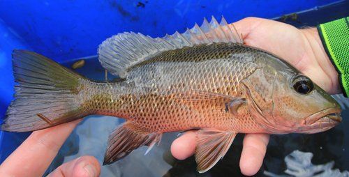 Individual holding a fish