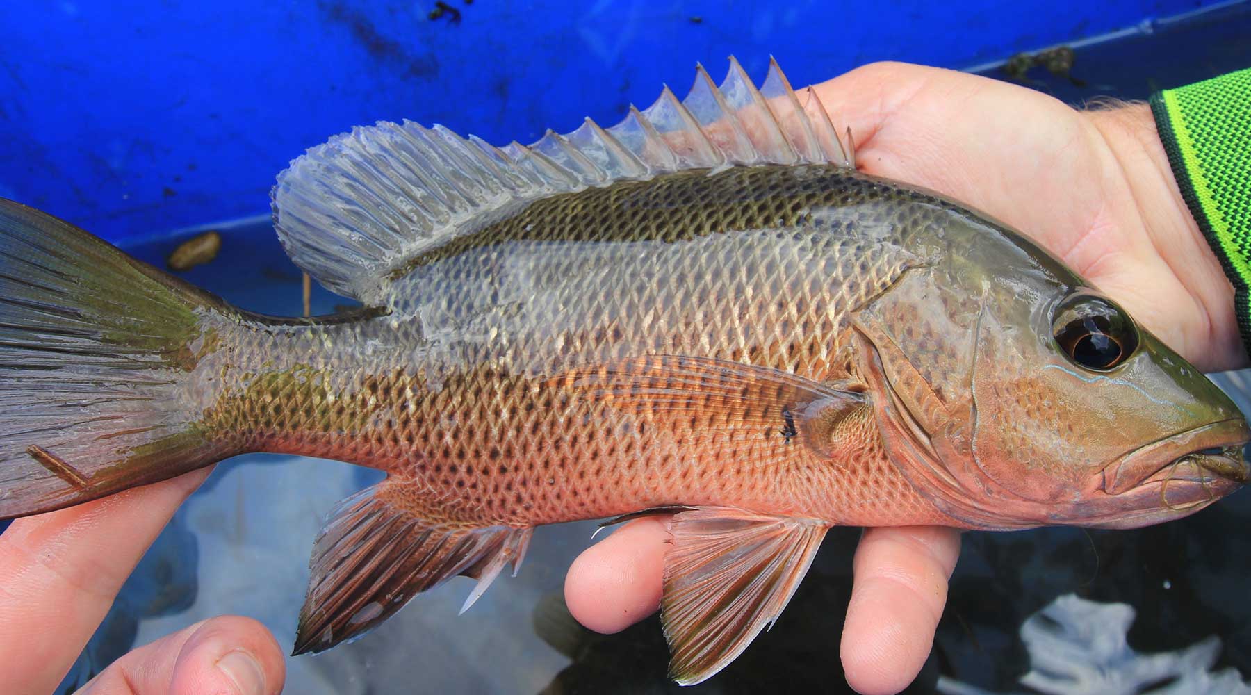 Individual holding a fish