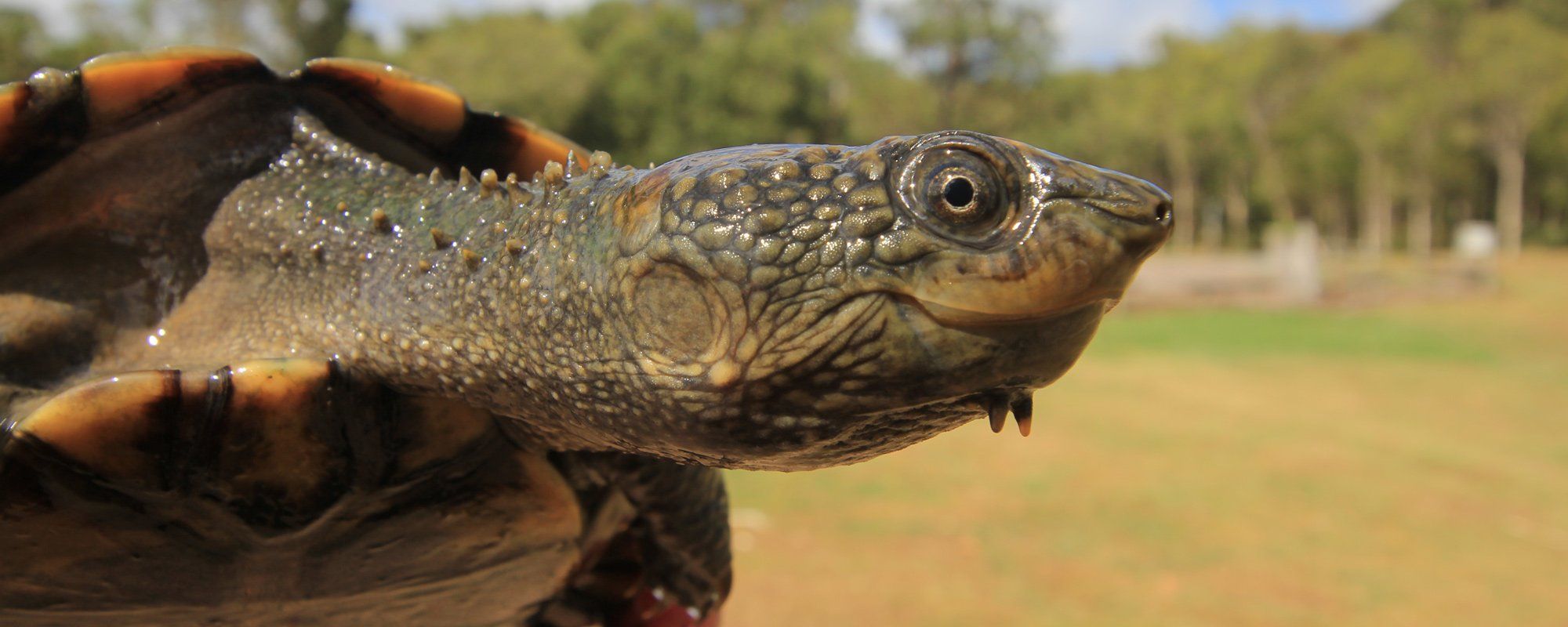 tortoise 