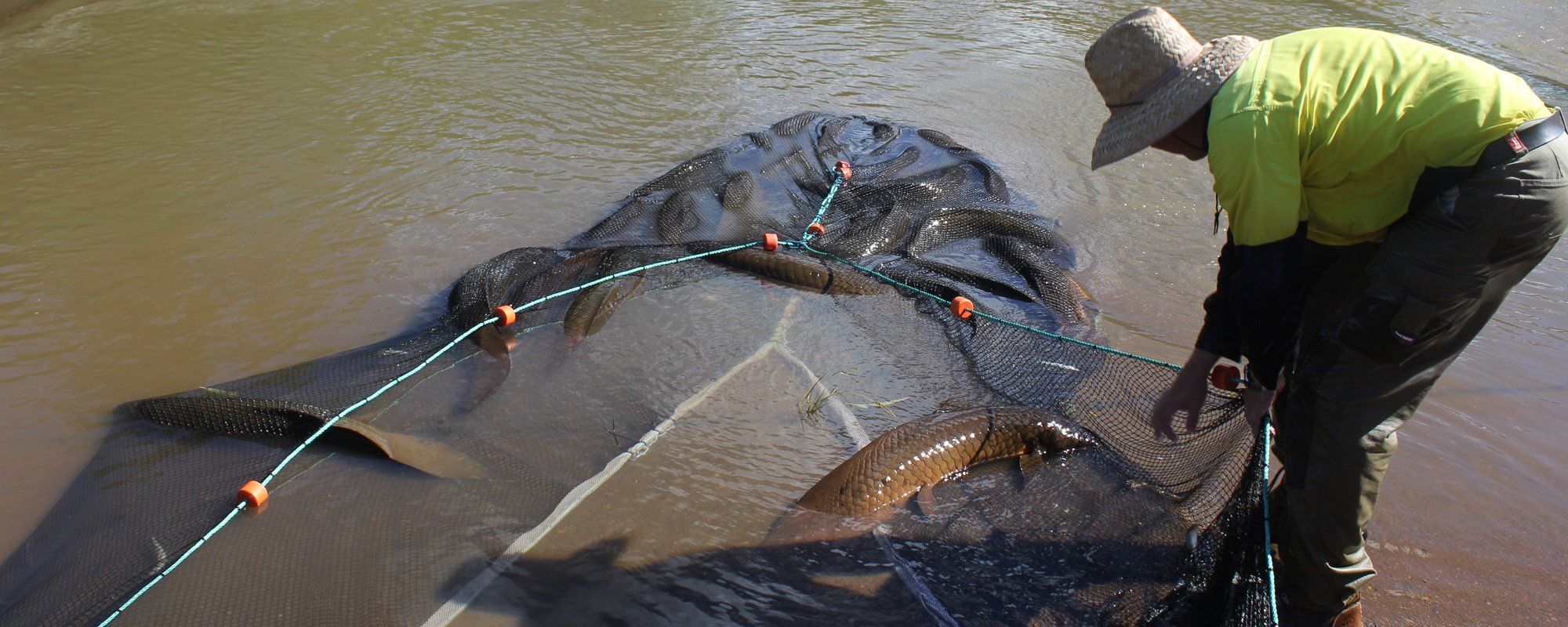 Fish net lifted from water 