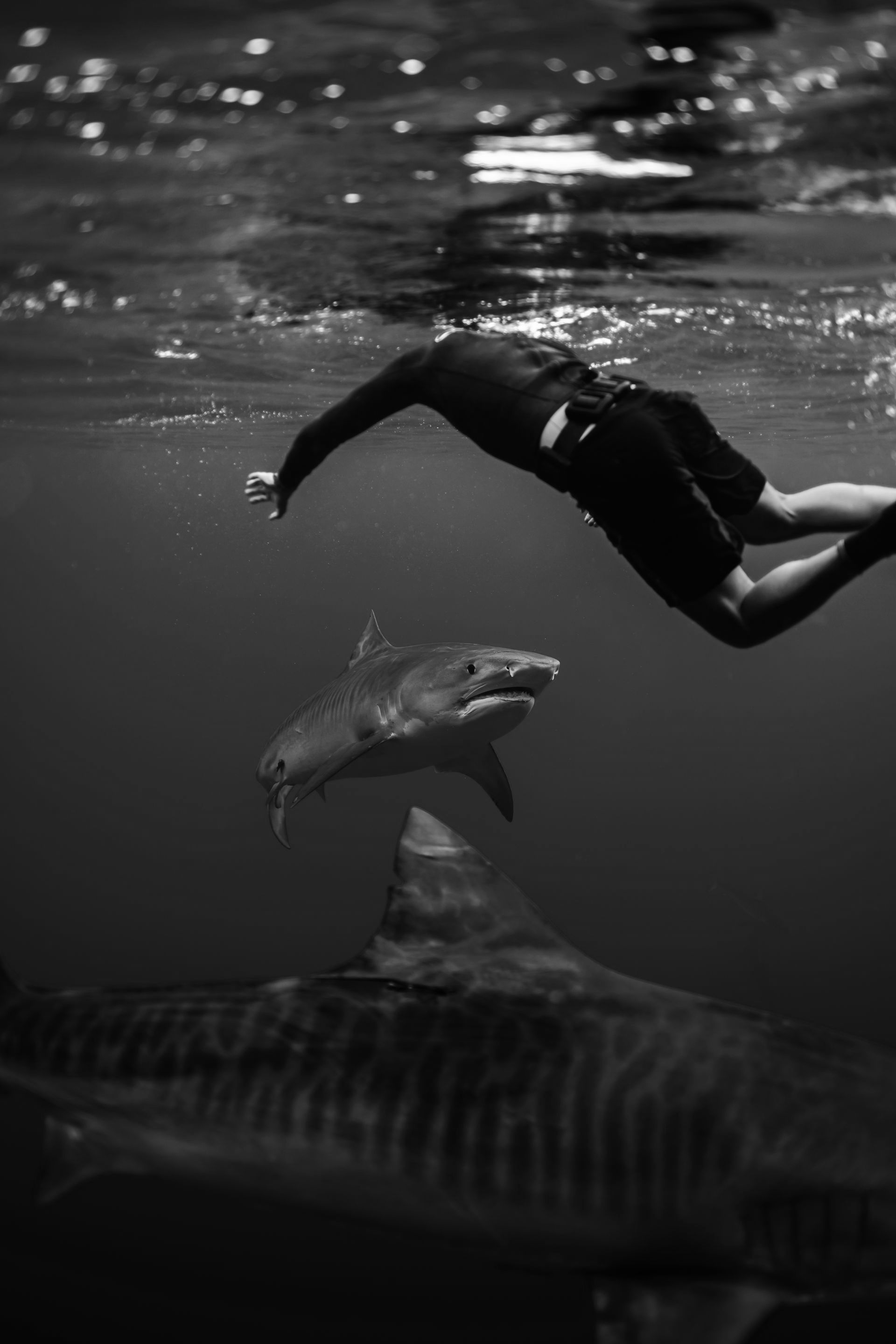 The beautiful tiger shark coming to say hello