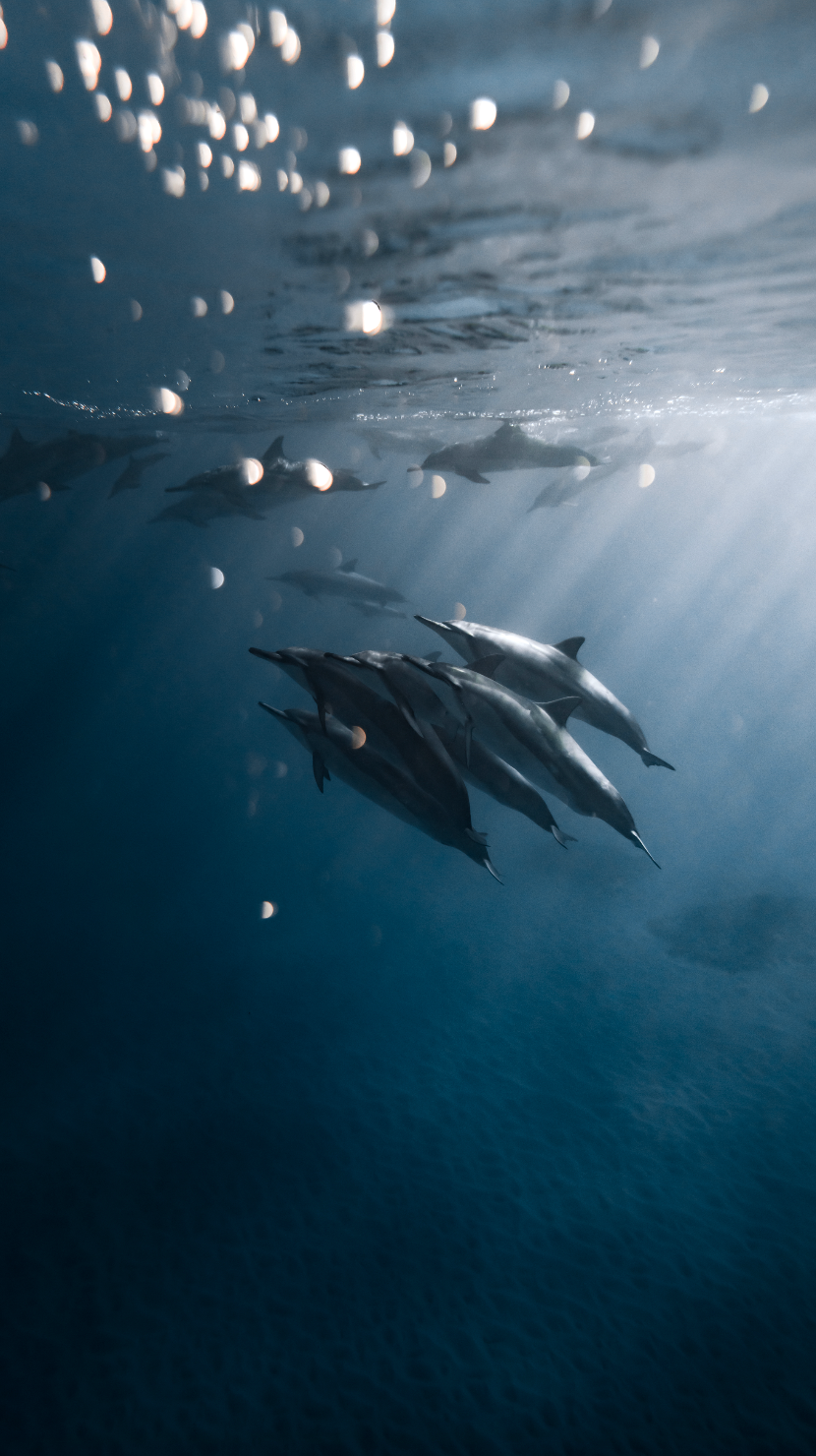 Dolphins passing our snorkel spot