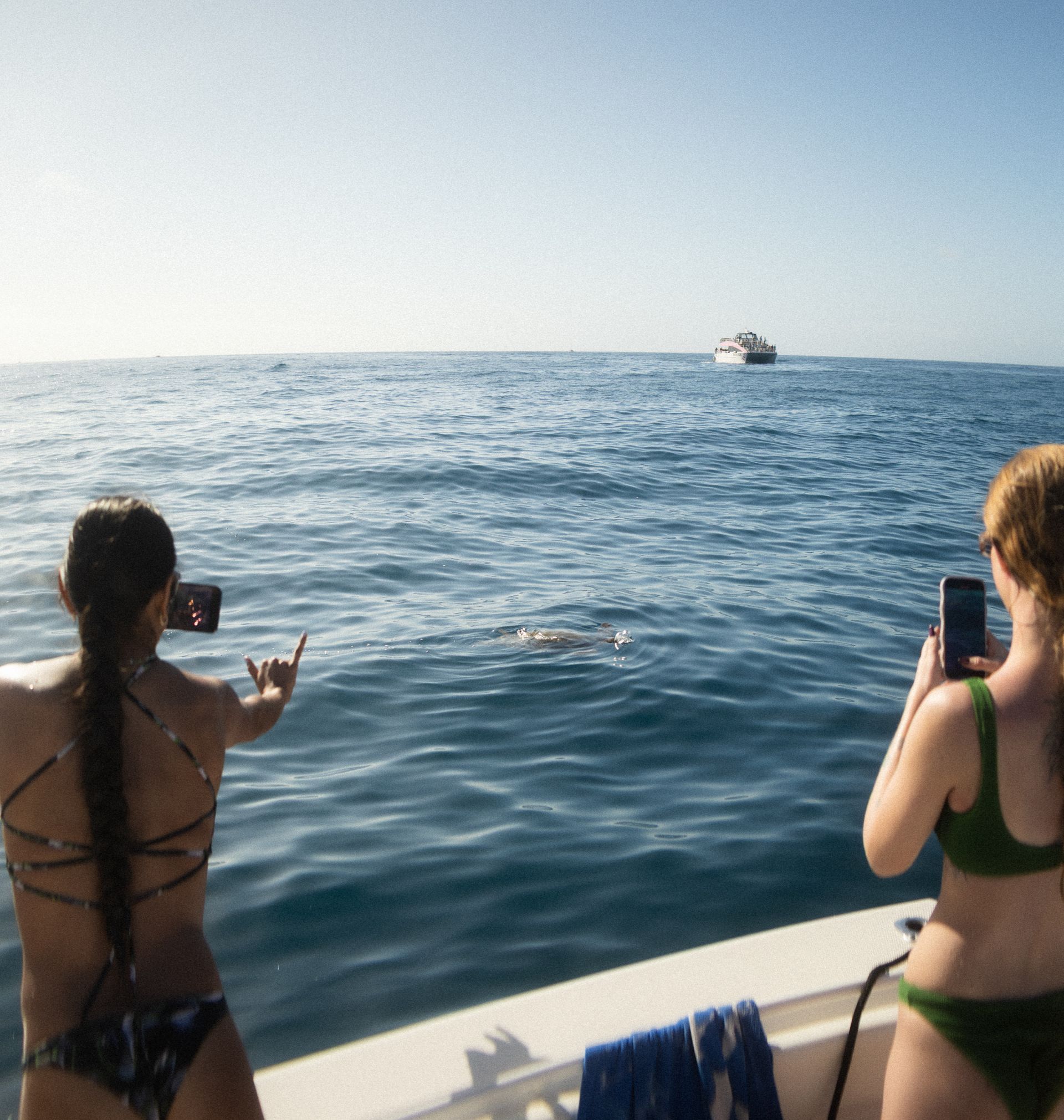 Wave ALOHA to the turtles!