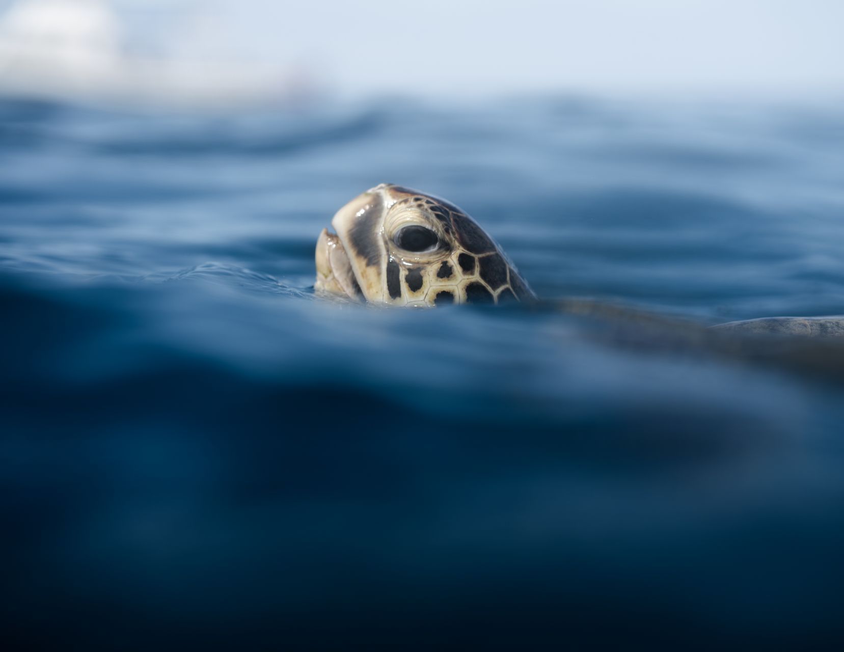 hawaiian green sea turtle coming up for air