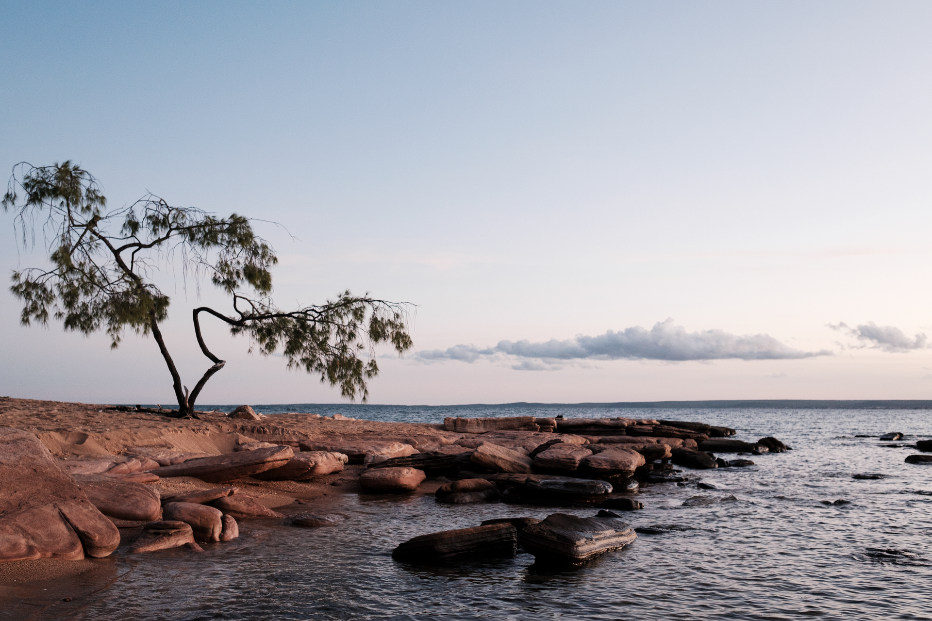 Tree on rocky shore at sunset with calm water.
