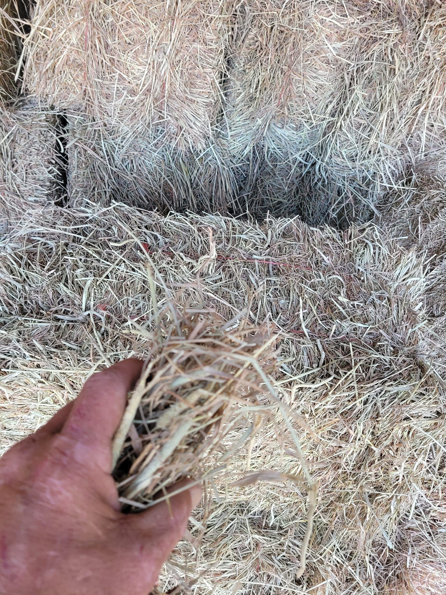 A person is holding a pile of hay in their hand.