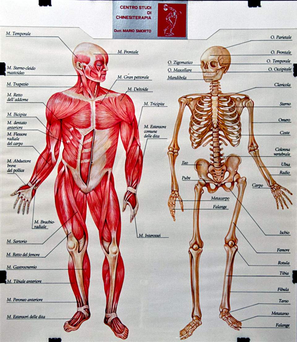 Muscoli e scheletro