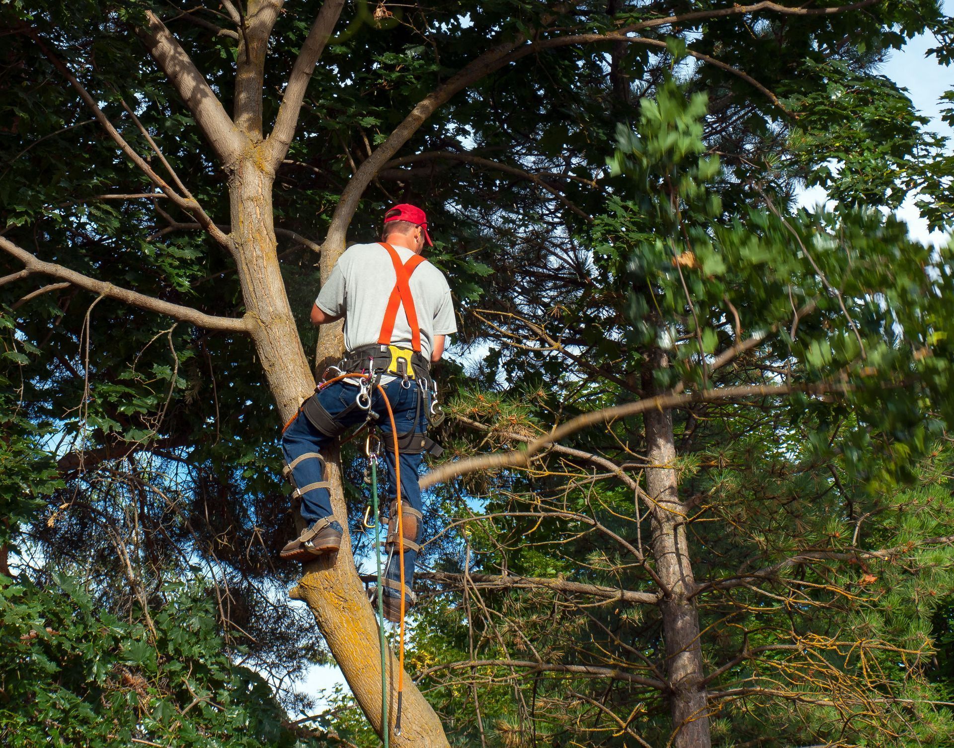 A worker wearing a safety harness and red hat climbs a tree in a lush, green forest.