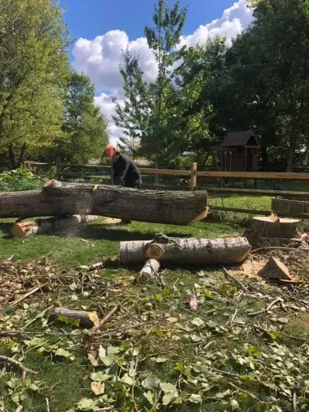 A person uses a chainsaw to cut a large fallen tree trunk in a grassy yard under a sunny sky.