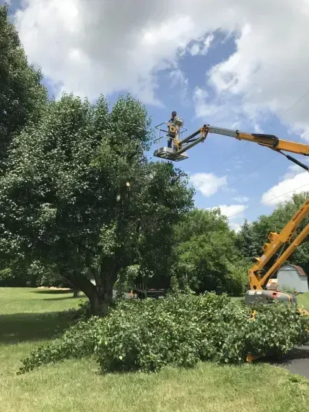 A worker in a bucket truck prunes branches from a large tree in a grassy yard under a bright, cloudy sky.