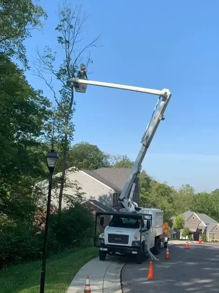 A utility truck with an extended boom lift holds a worker trimming a tall tree next to a residential street.