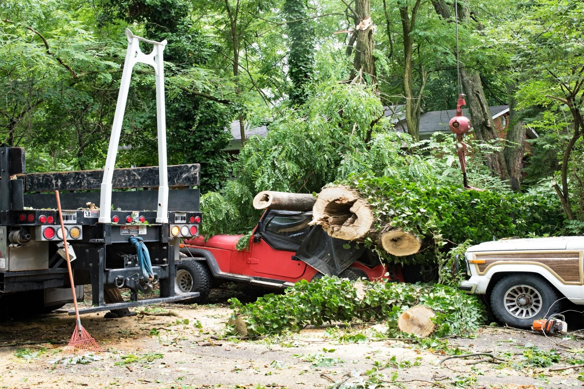 A large fallen tree rests on top of a red Jeep in a wooded residential area, next to a dump truck and a white car.