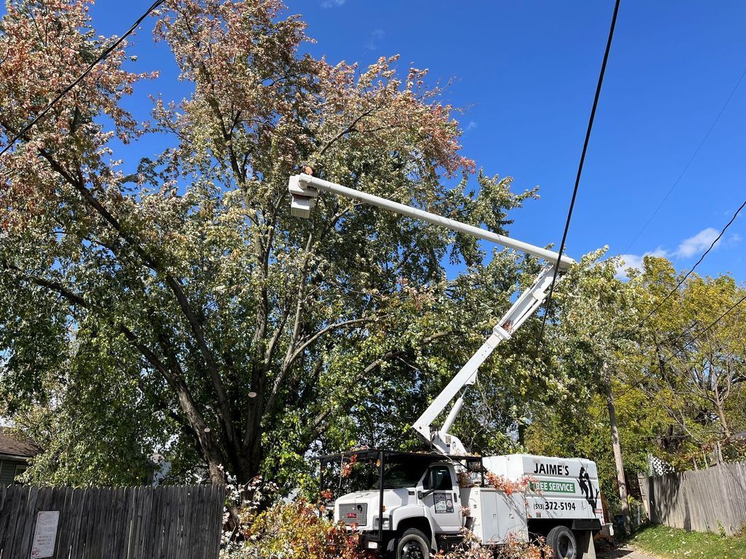 A white utility truck with an extended cherry picker bucket raised near the branches of a large, leafy tree.