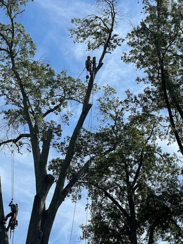 Two arborists are working in tall trees against a bright blue sky, using ropes and gear to prune branches.