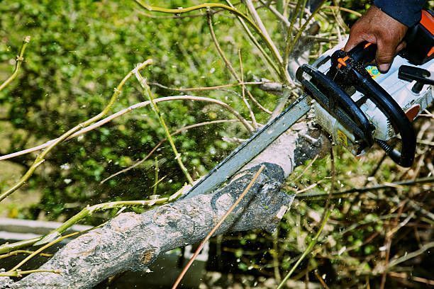 A person uses a chainsaw to cut through a thick tree branch outdoors, with wood shavings visible in the air.