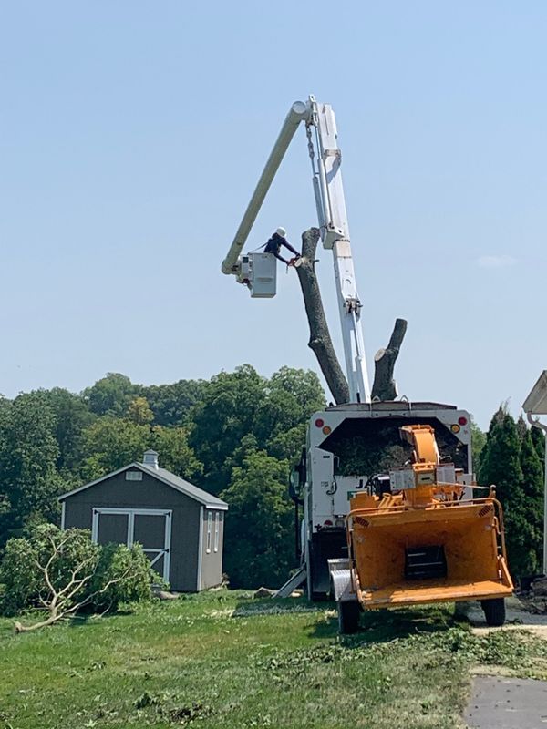 A person in a bucket truck crane cuts the top of a tree, with a wood chipper parked on the lawn near a shed.