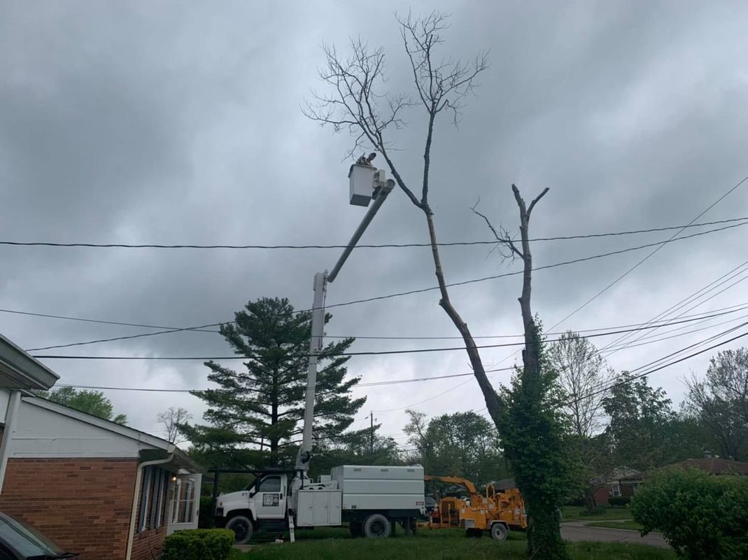 A worker in a bucket truck lifts to prune the branches of a tall, thin tree near residential utility lines.