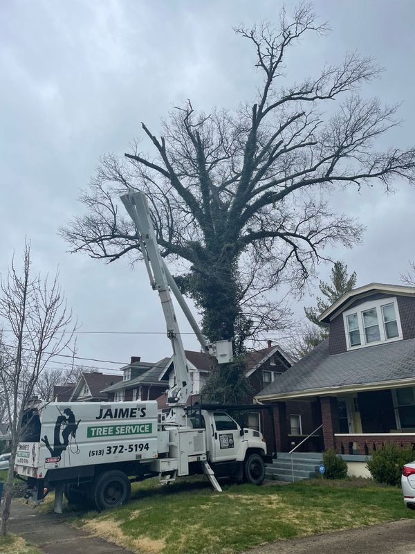 A Jaine’s Tree Service bucket truck parked in front of a house, lifting an arborist toward a large, leafless tree.