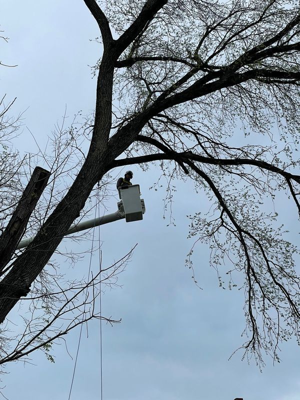A person in a bucket truck lift performing tree maintenance on a tall, leafless tree against an overcast sky.