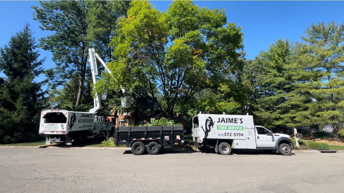 A service truck with an extended boom lifts a worker into a large tree, with a dump trailer and a work truck parked below.