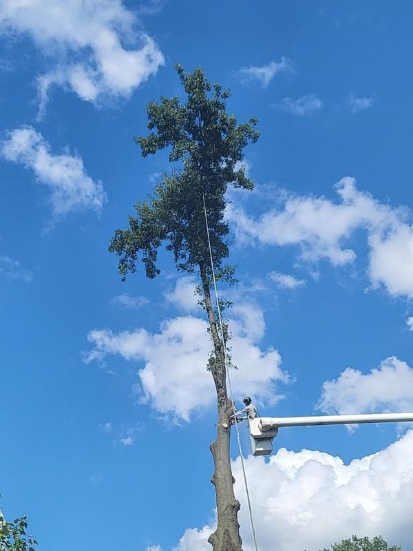 A worker in a bucket truck lift trims the branches of a tall, slender tree against a bright blue sky with clouds.