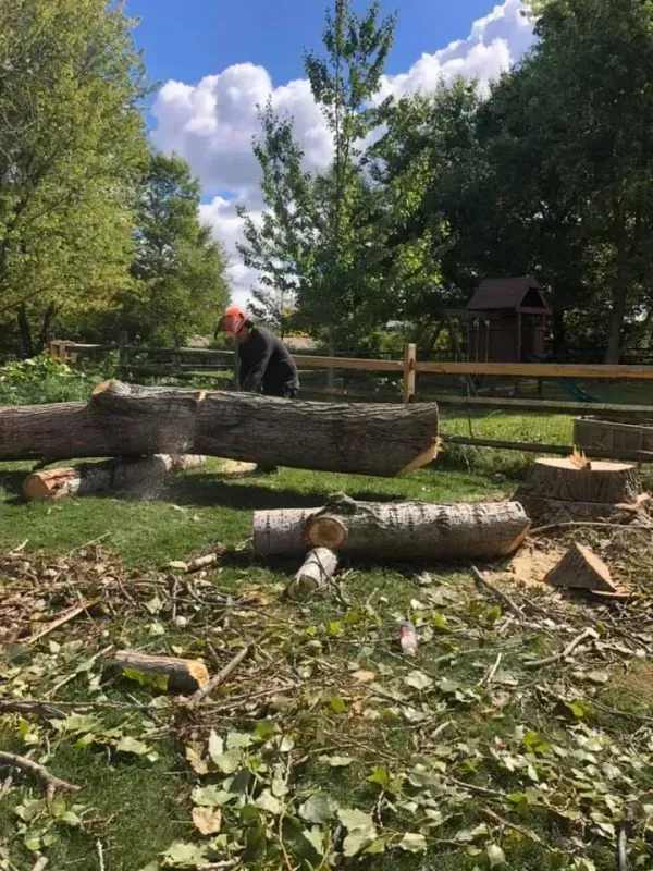 A person wearing a safety cap uses a chainsaw to cut a large fallen tree log in a grassy backyard.