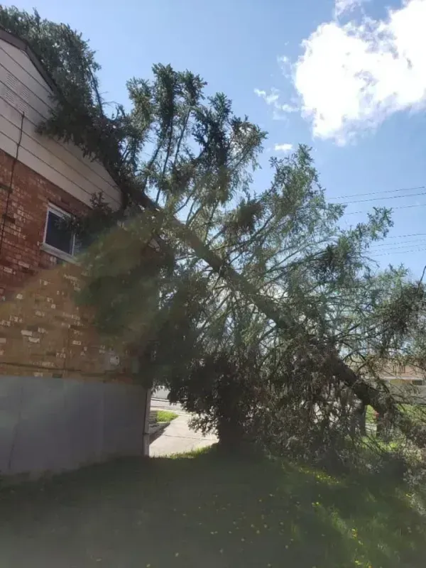 A tall evergreen tree has fallen onto the roof and side of a brick house.