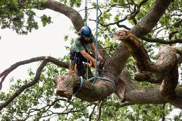 An arborist wearing a helmet and climbing gear uses a chainsaw to cut a branch while suspended in a large tree.