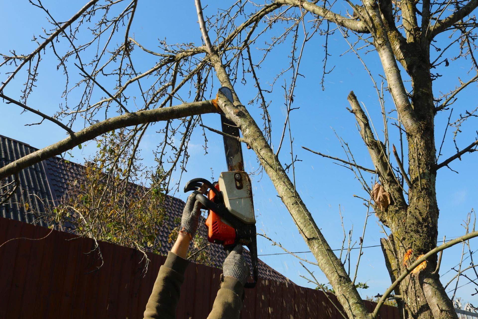 A person wearing gloves uses a chainsaw to prune a thin, leafless tree branch against a clear blue sky.