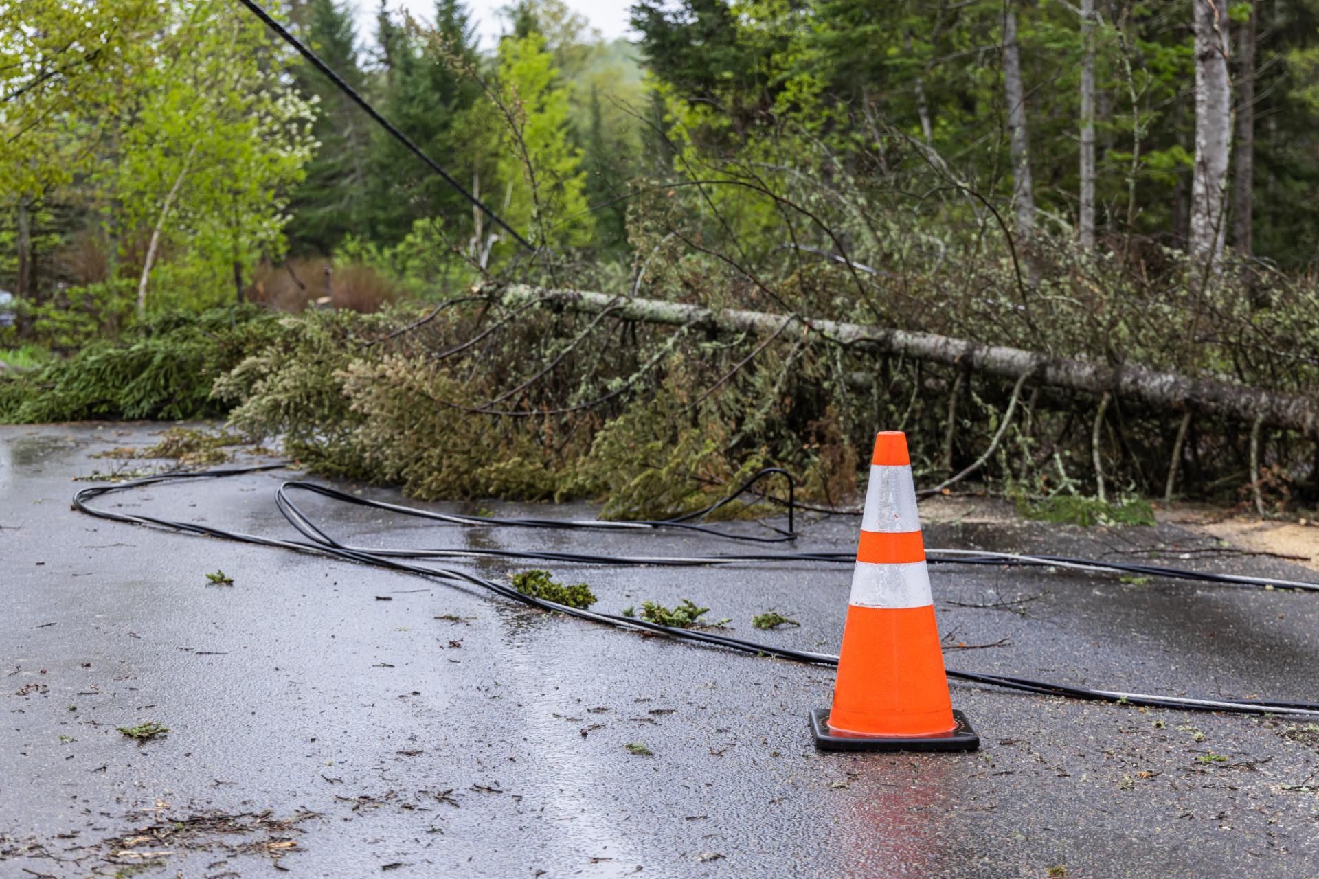 A fallen tree blocks a wet road with power lines on the ground and an orange traffic cone nearby.