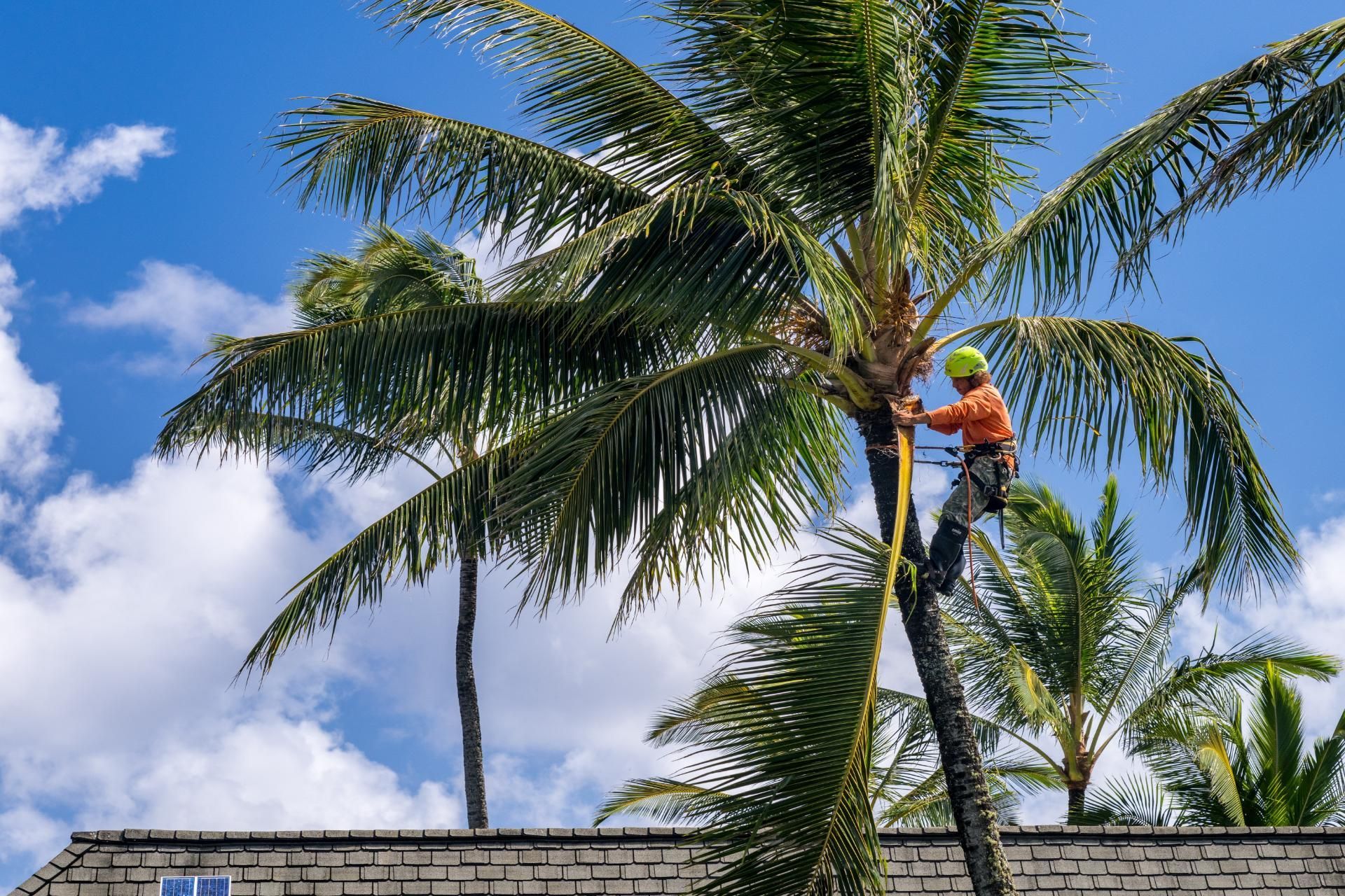 An arborist in a high-visibility helmet and orange shirt trims a tall palm tree against a sunny blue sky.