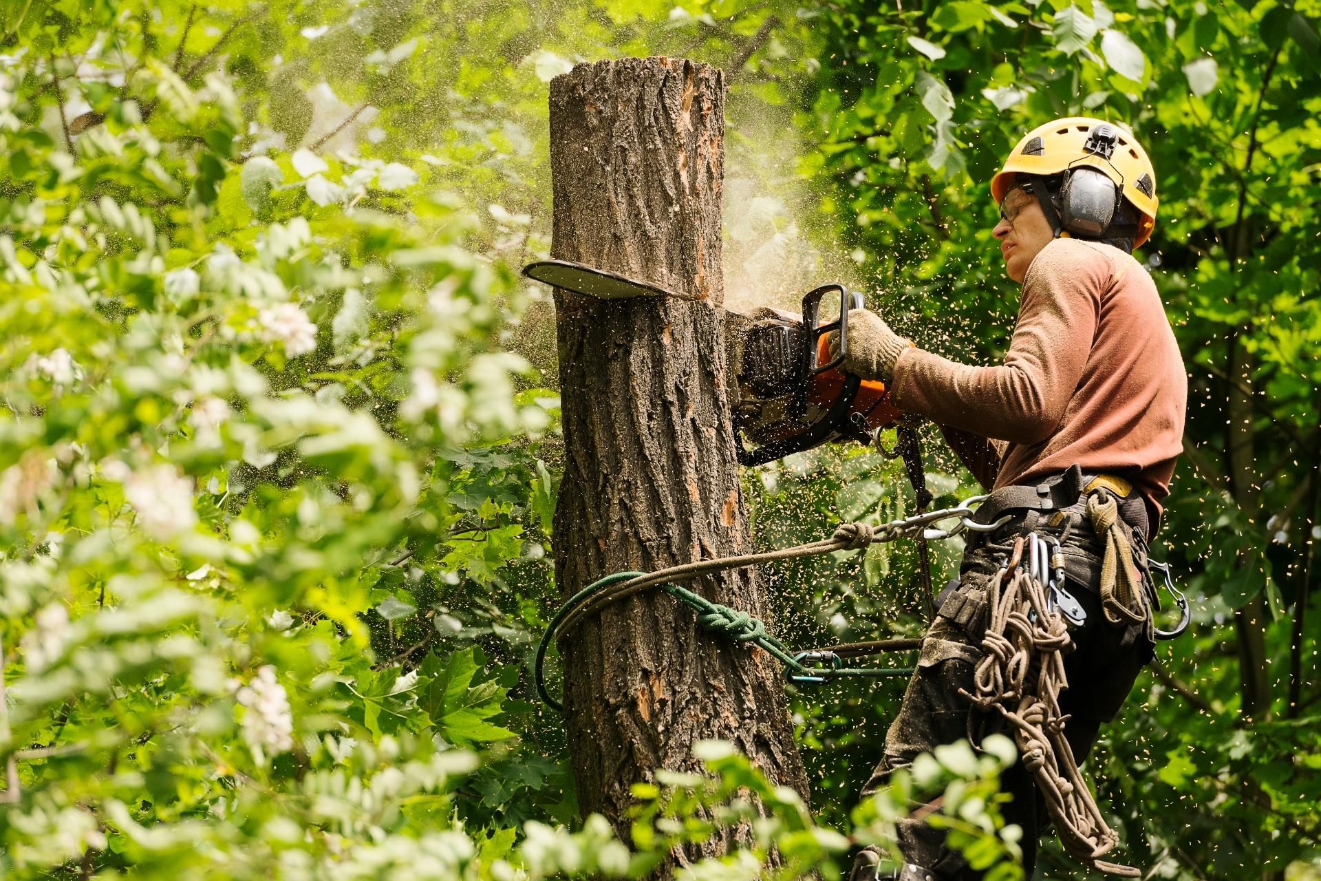 A tree care worker wearing a helmet and safety gear uses a chainsaw to cut a section of a vertical tree trunk in a forest.