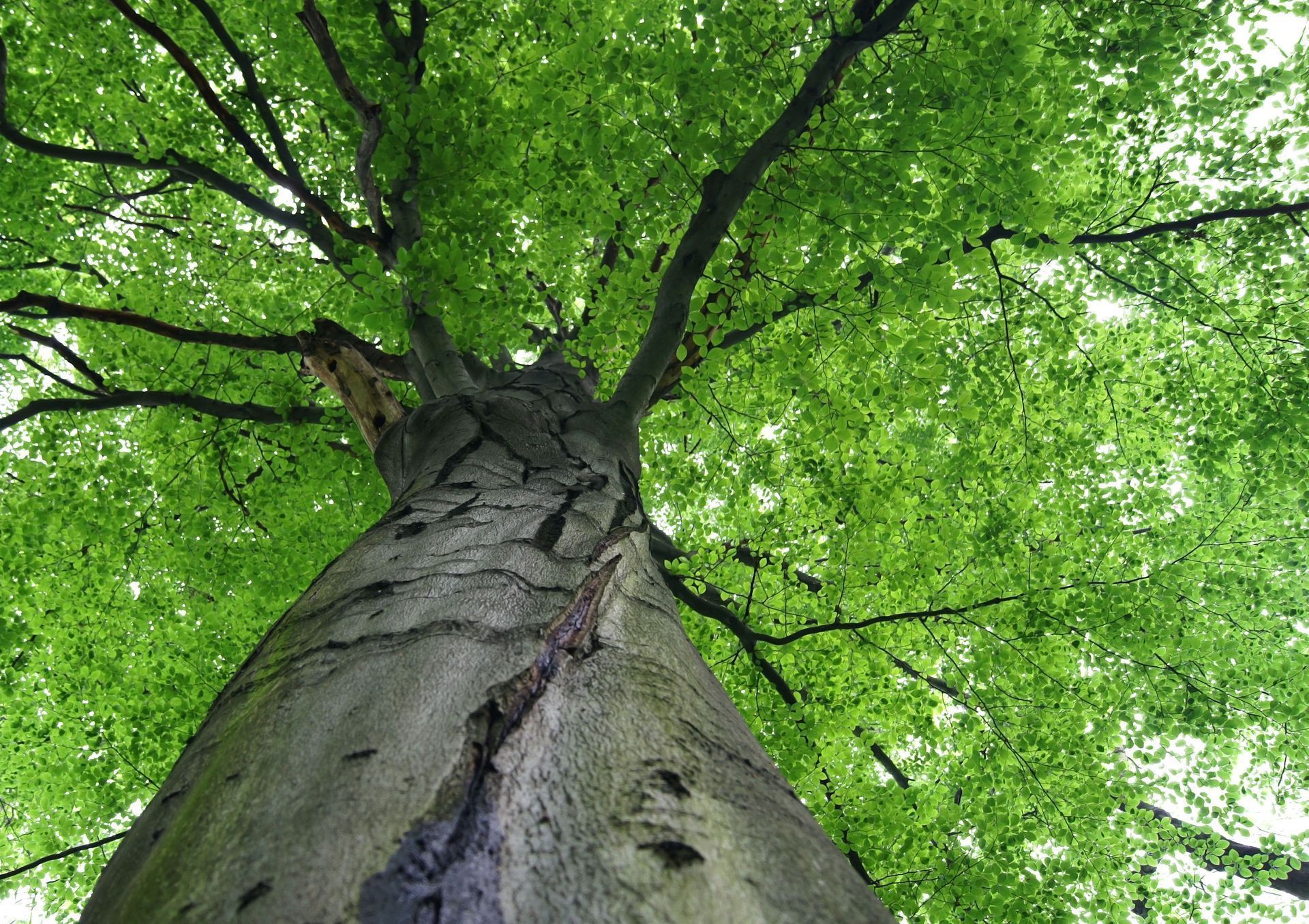 Looking up from the base of a large tree with textured grey bark into a dense canopy of vibrant green leaves.