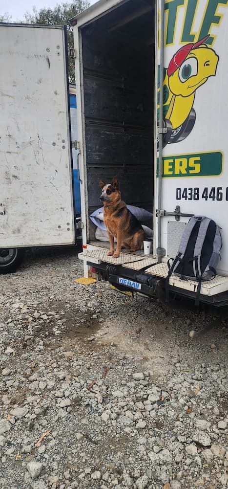 Dog is Sitting on the Back of a Truck - Turtle Couriers in Tamworth, NSW