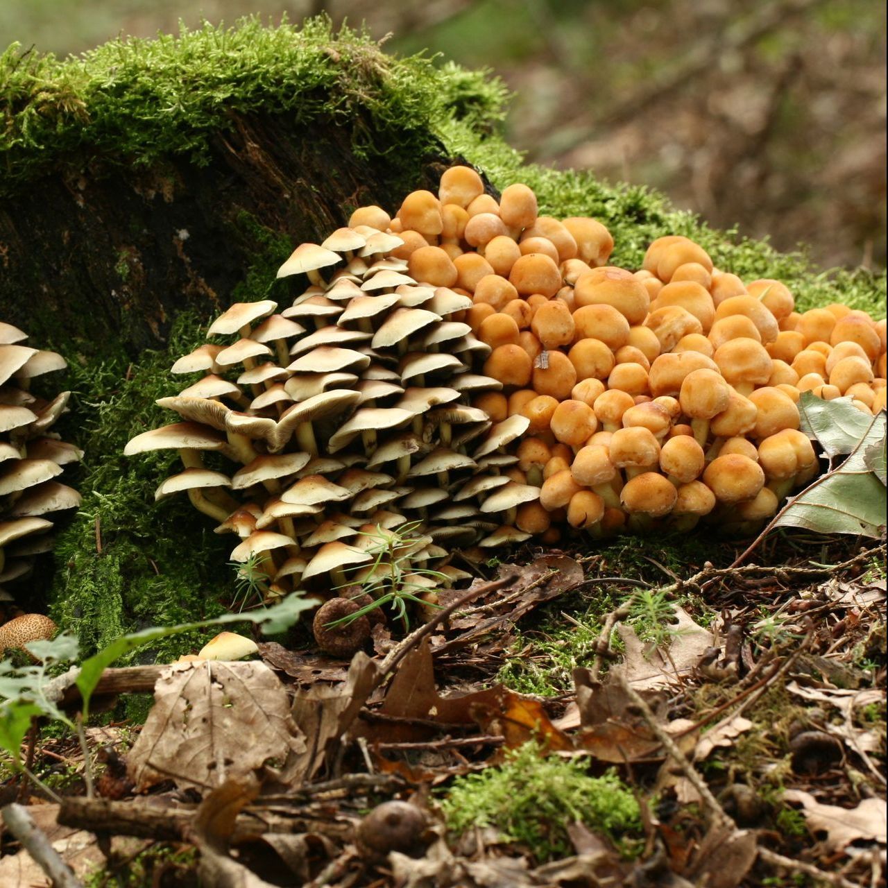 paddenstoelen