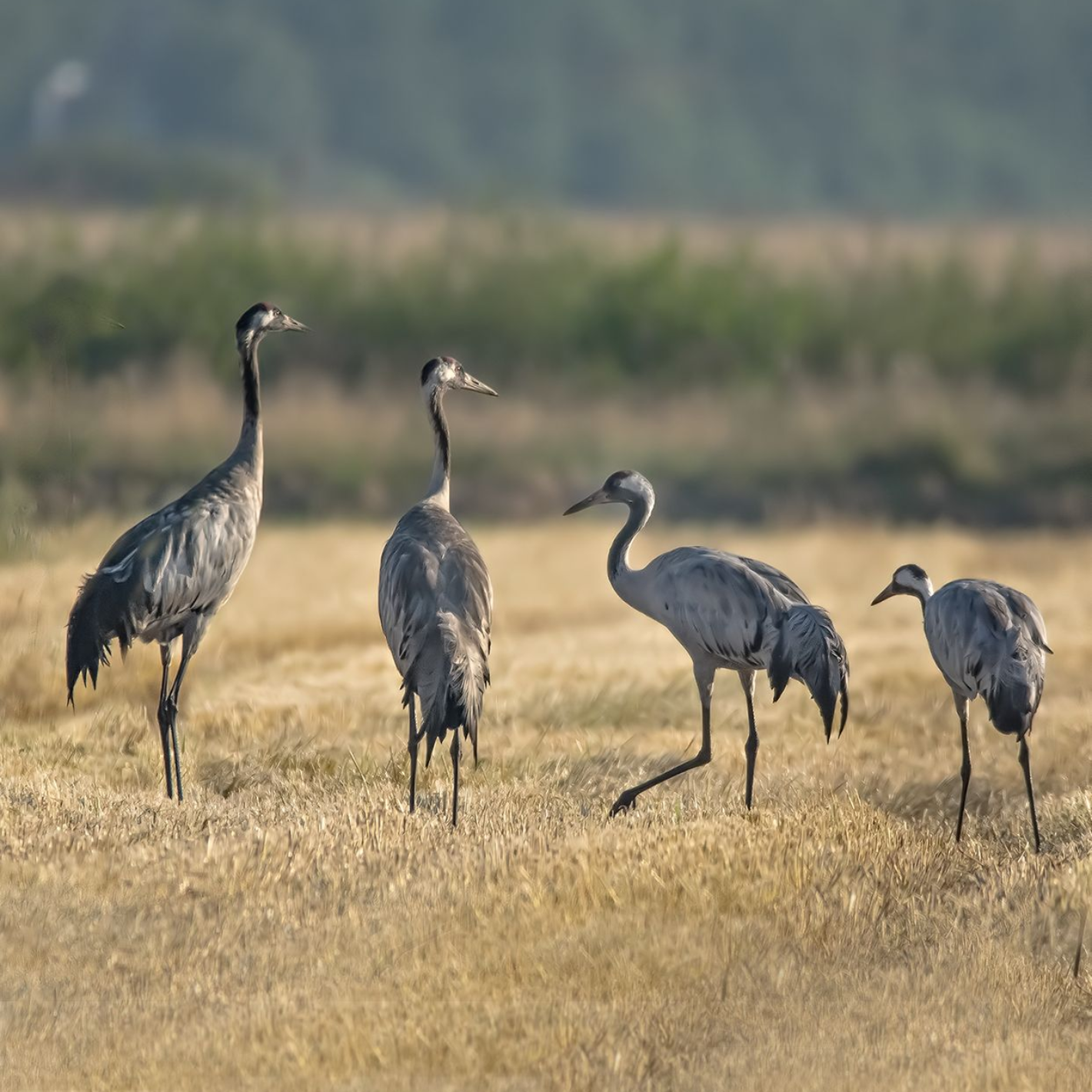 kraanvogels @ Hilbrand Keun