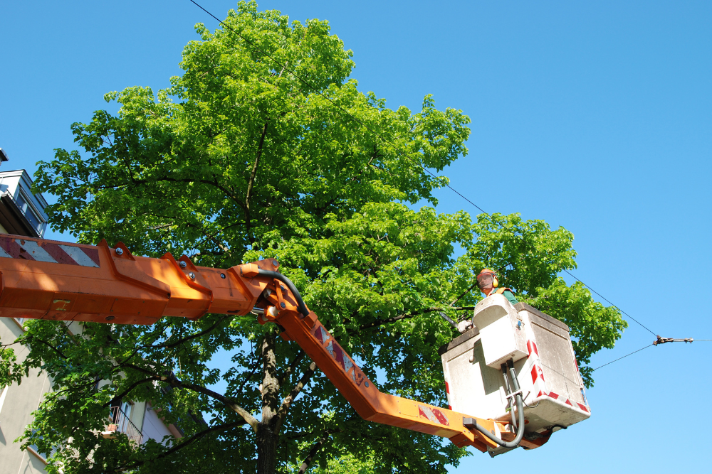 A man is sitting in a bucket on a crane cutting a tree.