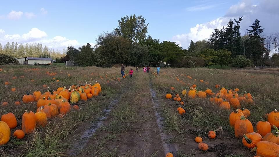 A group of people are walking through a pumpkin patch.