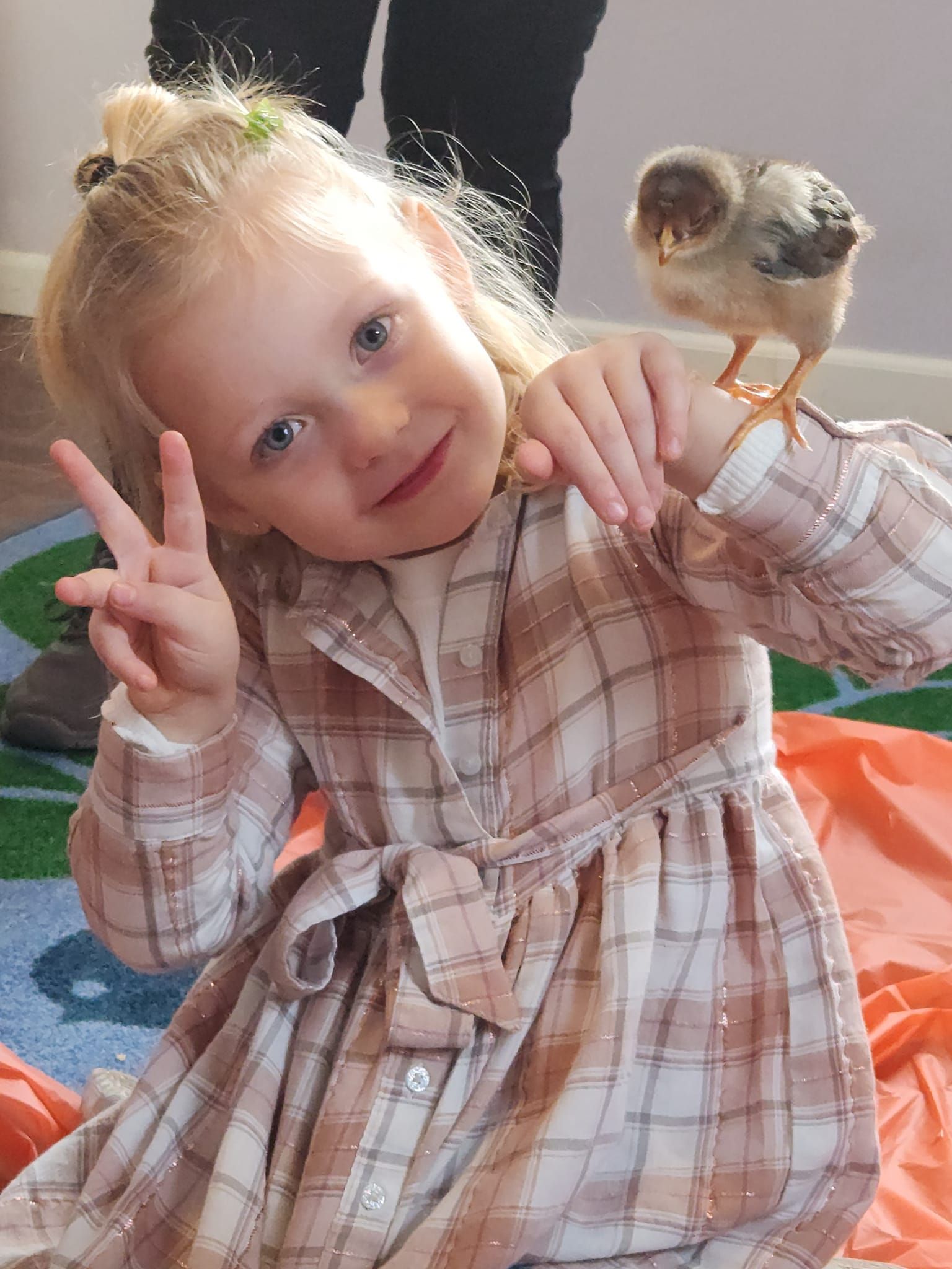 A little girl in a plaid dress is holding a small chicken on her shoulder.