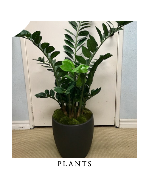 decorative house plant