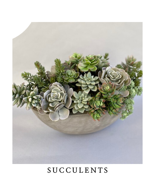 bowl of succulents