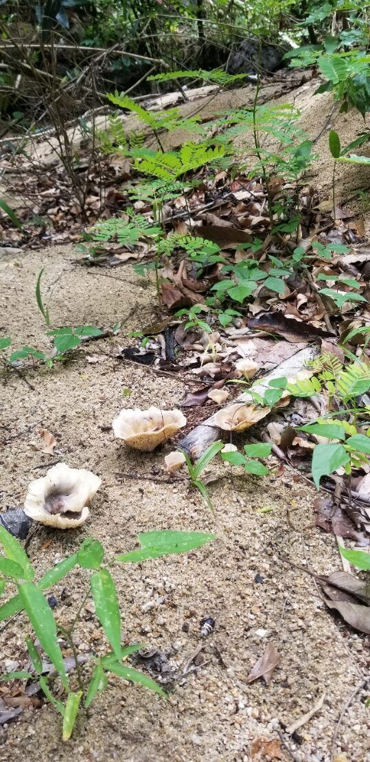 A group of mushrooms are growing on the ground in the woods.