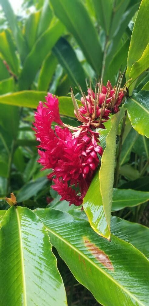 A close up of a red flower on a plant with green leaves.