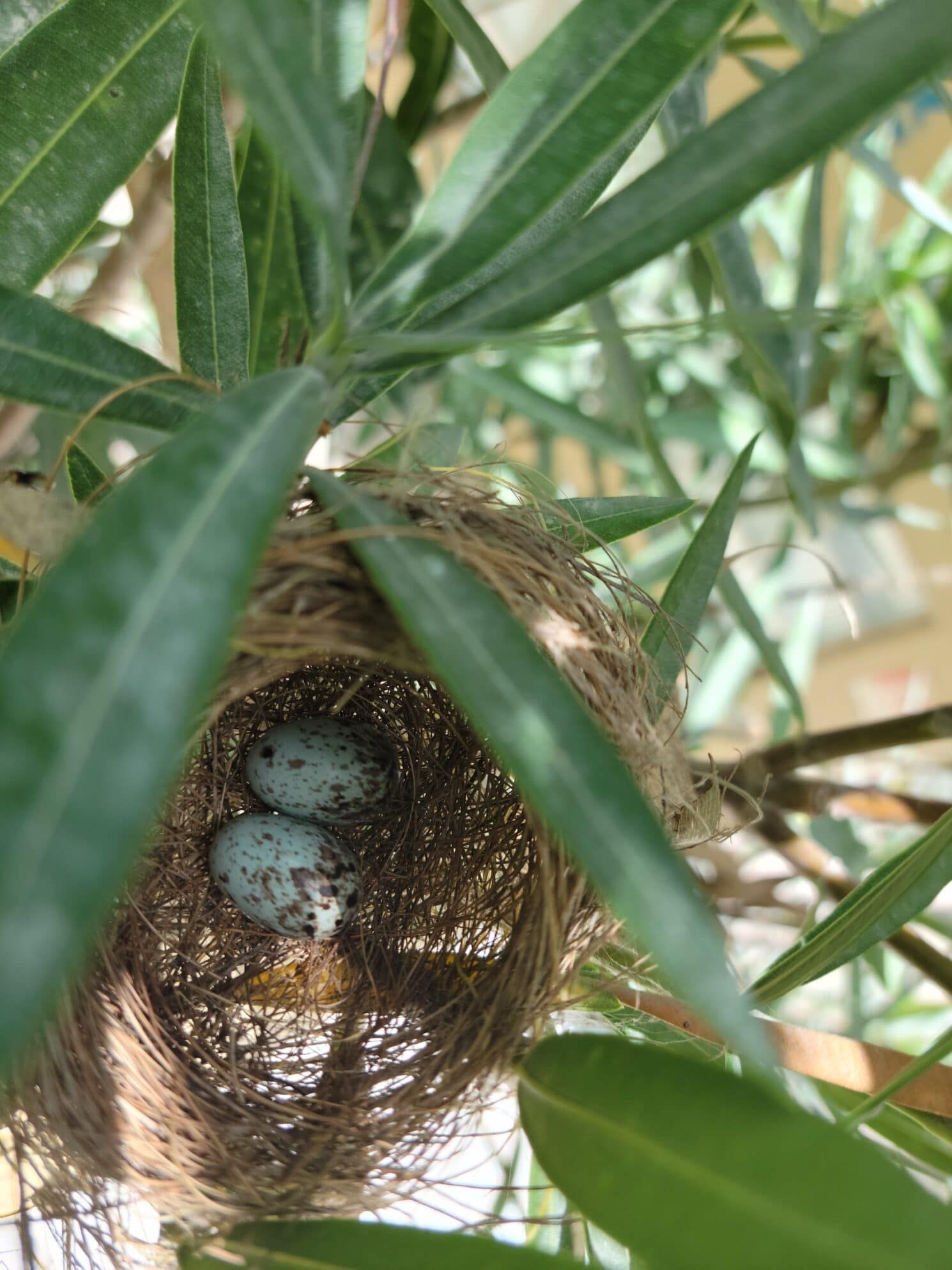 A bird nest with two eggs in it is hanging from a tree.