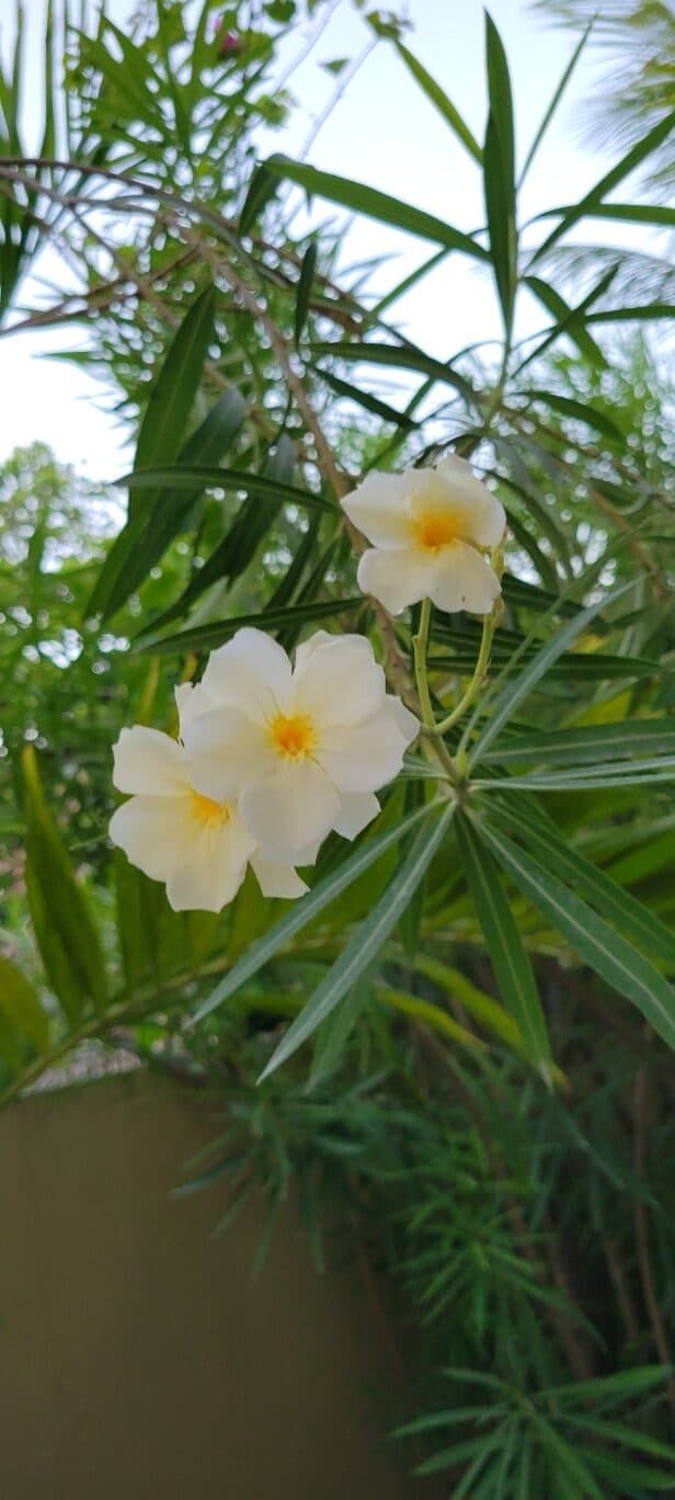 Two white flowers with a yellow center are growing on a plant.