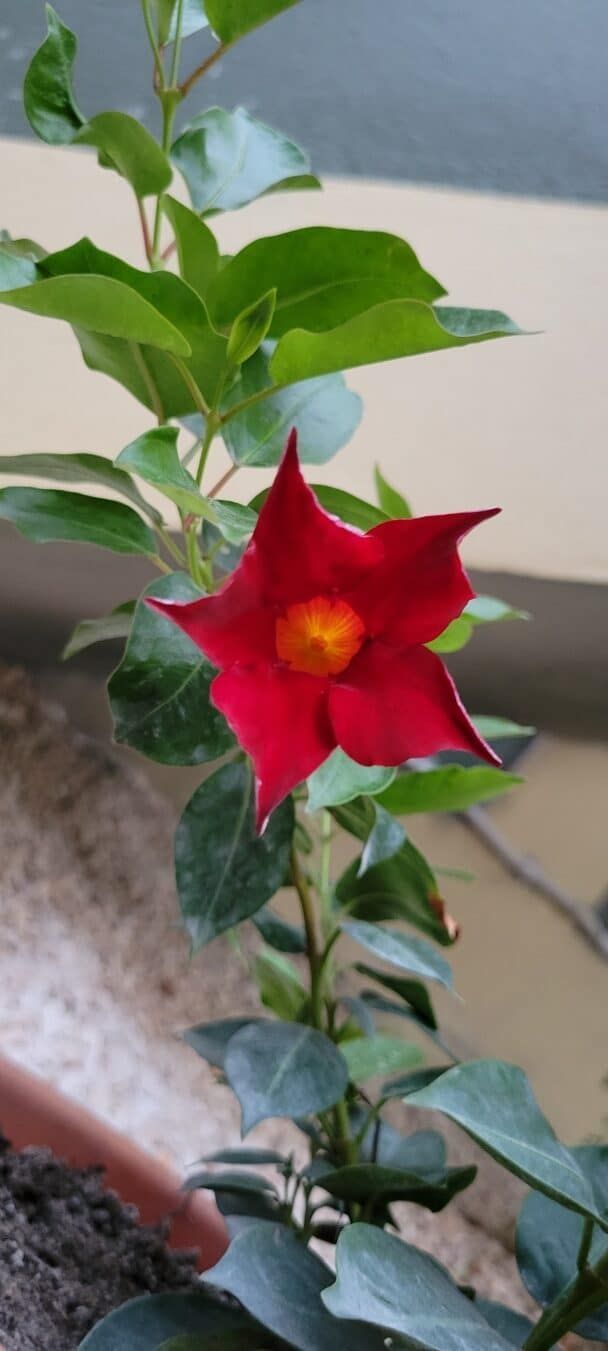 A red flower with a yellow center is growing on a plant.