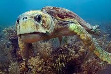 A sea turtle is swimming in the ocean near a coral reef.